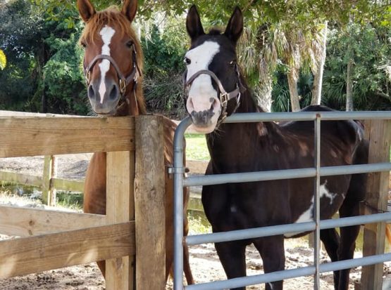 72175520_122099089223416_7506400324169498624_n