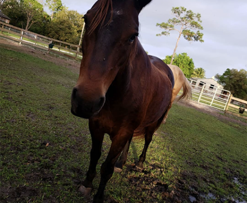 Screenshot 2020-02-27 at 9.01.11 PM